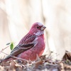 神戸、六甲山周辺で撮影したい野鳥。ZooPickerリンク。