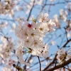 【今年も満開🌸】あじさい街道で花見