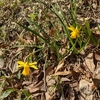 天気がいいので嬉しい（花粉以外は）。