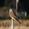 路傍の杭にとまるチヨウゲンボウ　歳末玉手箱　飛ぶショウドウツバメ