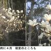 家内の残した鉢植え