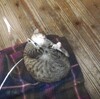仔猫の「育児」（ねこ育て）