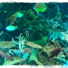 久しぶりに水族館へ。