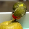 すてナインコ♪