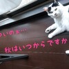 猫ネコ寝子