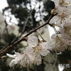 桜？