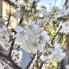 サクランボの木開花と胸のつかえ