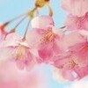 『桜 開花宣言』