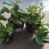ベランダ菜園を再スタート☆