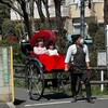 久しぶりの「武蔵野桜まつり」を見に行った