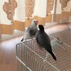 文鳥は、友だちは無理なのか