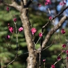 梅香る早春の旅⑤小石川後楽園編『小石川後楽園の梅林へ』