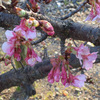 河津桜