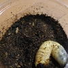 カブトムシ幼虫…はて？