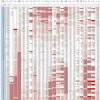 新型コロナウイルス、国別・人口あたり新規感染者数（8月11日現在） / List of COVID-19 cases per population by country, as of August 11