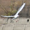飛ぶユリカモメ