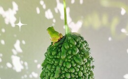 記事を見る