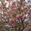 新緑と八重桜