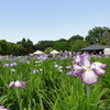 東村山菖蒲まつり［菖蒲2017］ Higashimurayama Iris Festival