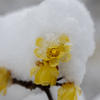 雪の中の花たち