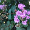 残暑お見舞い申し上げます🌿  〜 百日紅とライブのお知らせ 〜