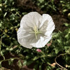 夜に咲くのは月見草〜白く咲くのは月見草