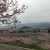 お花見小旅行 ～桜・菜の花・桃の花～