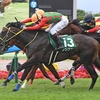 競馬初心者必見☆馬券予想🔥〜函館2歳S〜今年最初の2歳重賞勝ちはどの馬か！？〜