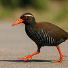 ヤンバルクイナが絶滅危惧種となった現状と保護への取り組み
