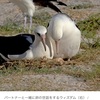 アホウドリについて学ぶI'm learning about albatross 
