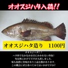 珍魚！【オオスジハタ】入荷