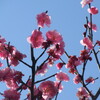 梅梅開き桃ふくらみて桜まつ