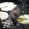 バンの親子、その後