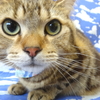 猫くん