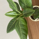 moneri green +