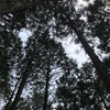 間伐ボラ