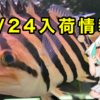 【入荷情報】3/24熱帯魚フレンド