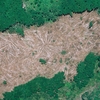 「ブラジル、ボルソナロ大統領からアマゾンの森林を守る」ニューヨーク・タイムズ（英字新聞）を読む