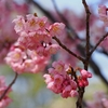 金沢城公園玉泉院丸口の「椿寒桜」