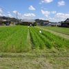 辛と幸は紙一重なのかも