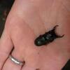 カブトムシ、クワガタムシ（伊豆大島の動物シリーズ８）