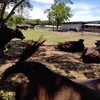 農業大学校の夏休みは8月いっぱい全てだけど、肉用牛コースは牛の世話当番で半分の期間帰れない