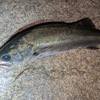 春のポンコツ釣行3連発