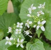 万葉植物園のワサビの花（３月下旬～４月中旬）