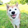 ちゃたろーが逝く