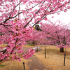 満開の河津桜を満喫する
