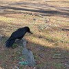 カラスの巣トラブル