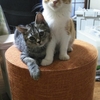アビとリョータ