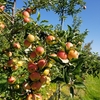 今年のりんご狩りも近所の果樹園で