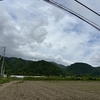 サツマイモ